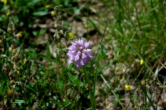 Orchis tridentata (ipercromica di ....)